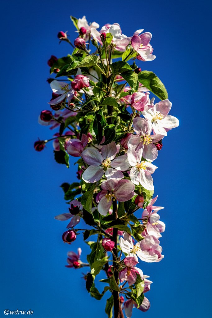 Apfelblüten (Obstbau Michael M. Bitz)