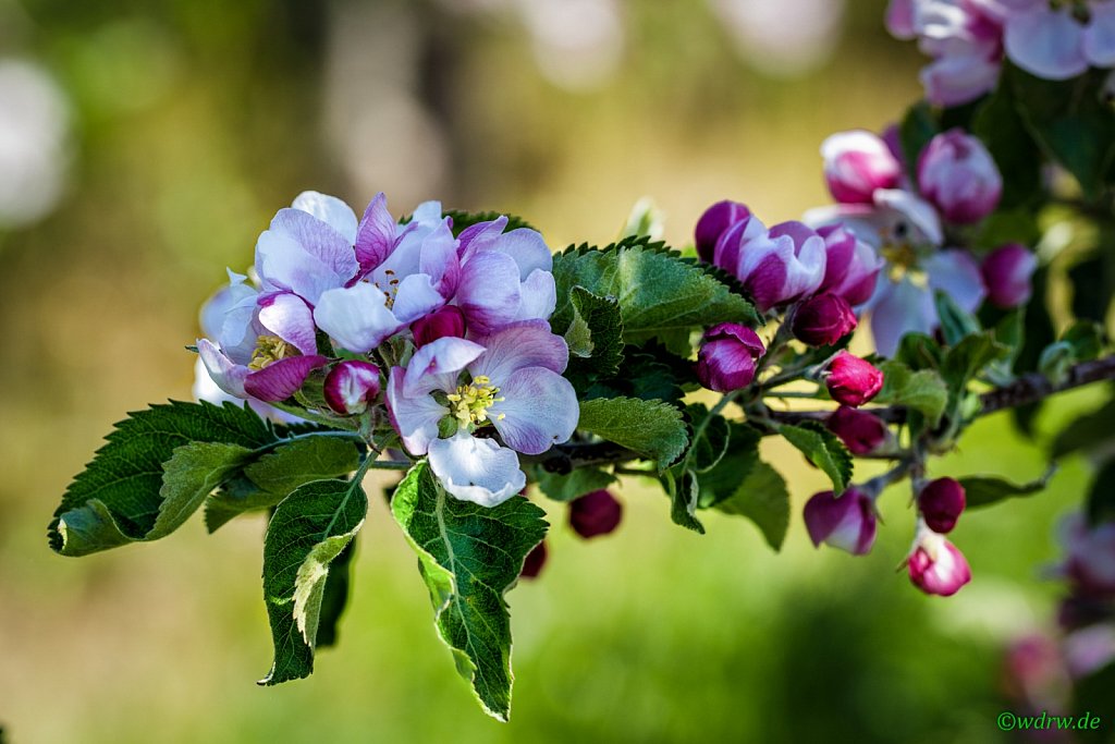 Apfelblüten (Obstbau Michael M. Bitz)