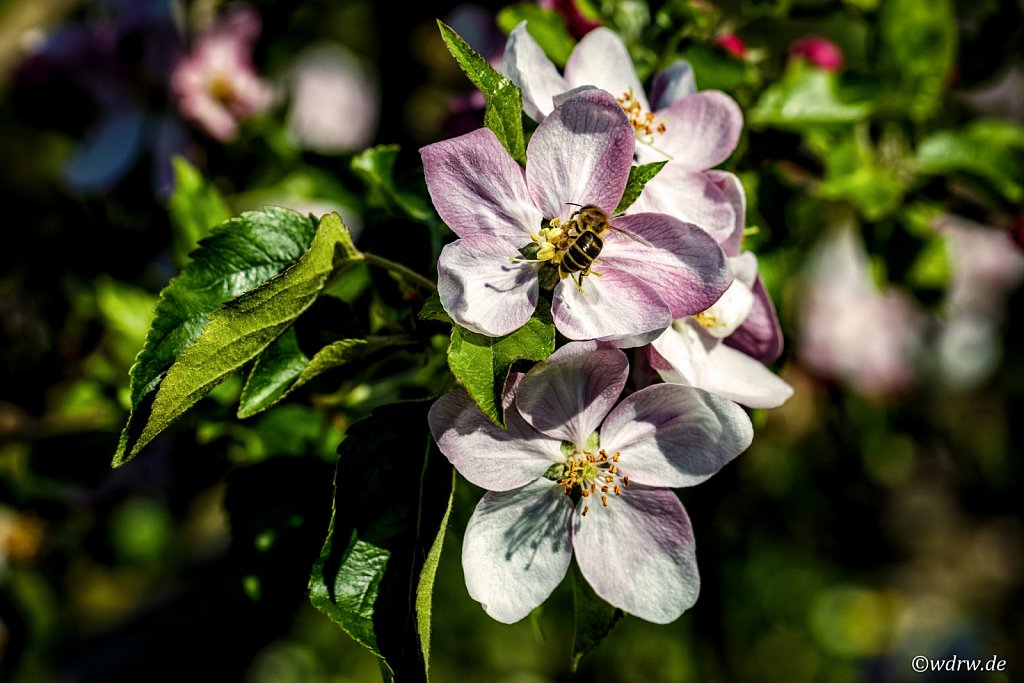  Biene auf Apfelblüte