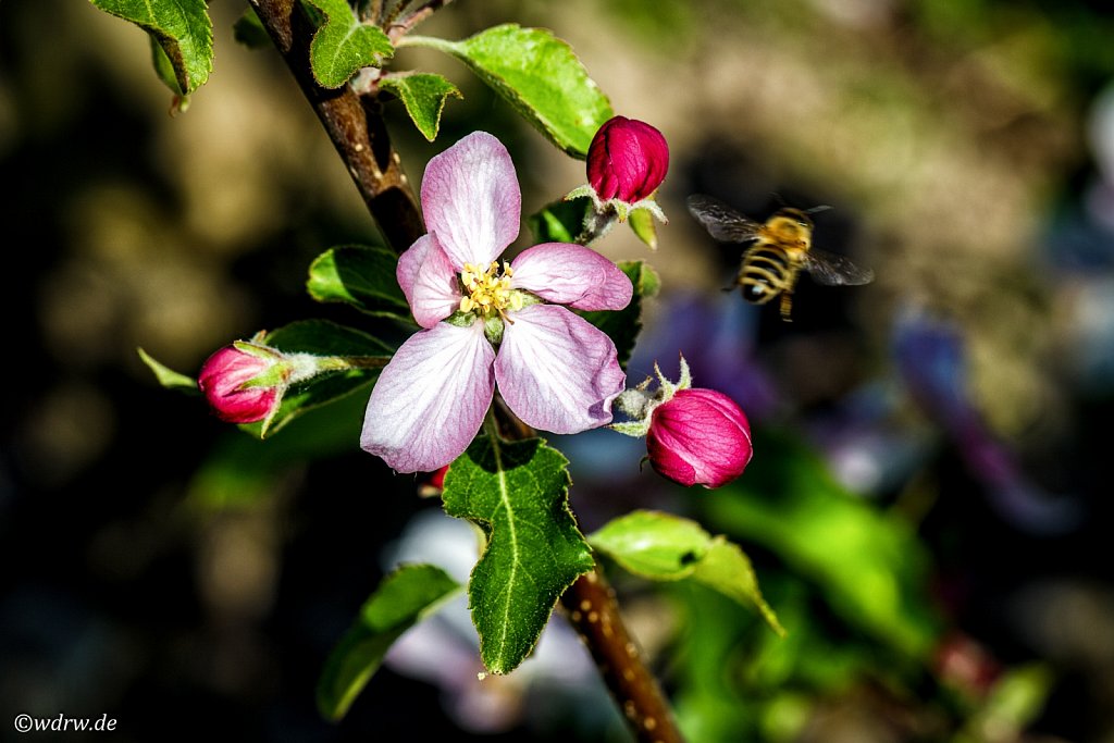  Biene auf  Abflug von der Apfelblüte